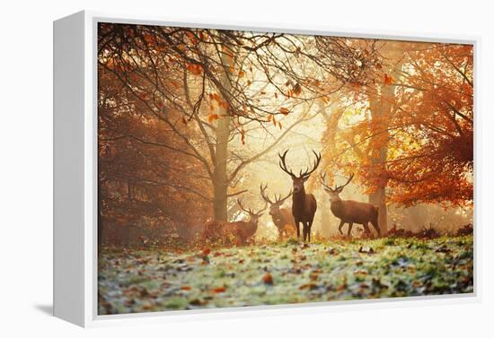 Four Red Deer, Cervus Elaphus, in the Forest in Autumn-Alex Saberi-Framed Premier Image Canvas