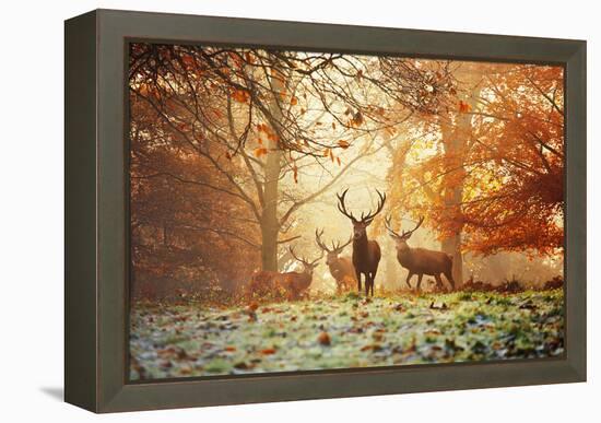 Four Red Deer, Cervus Elaphus, in the Forest in Autumn-Alex Saberi-Framed Premier Image Canvas