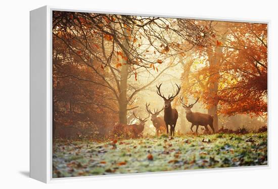 Four Red Deer, Cervus Elaphus, in the Forest in Autumn-Alex Saberi-Framed Premier Image Canvas