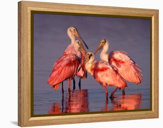 Four Roseate Spoonbills at Dawn, Ding Darling NWR, Sanibel Island, Florida, USA-Charles Sleicher-Framed Premier Image Canvas