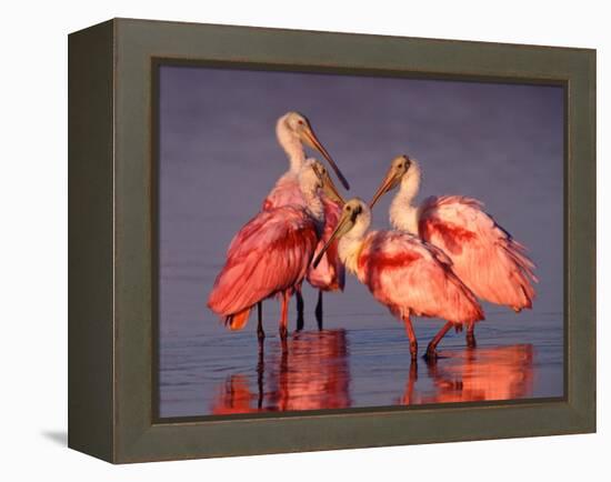 Four Roseate Spoonbills at Dawn, Ding Darling NWR, Sanibel Island, Florida, USA-Charles Sleicher-Framed Premier Image Canvas