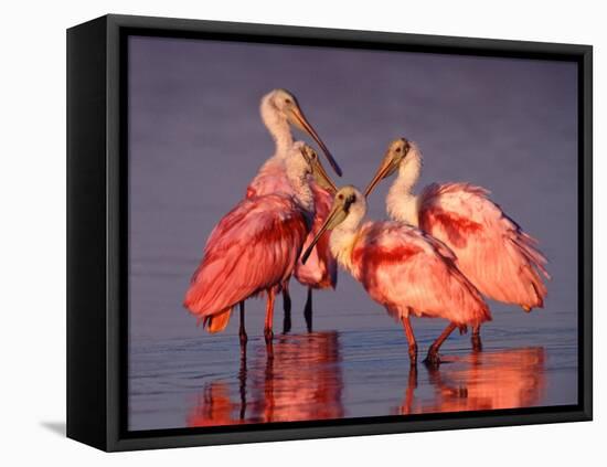 Four Roseate Spoonbills at Dawn, Ding Darling NWR, Sanibel Island, Florida, USA-Charles Sleicher-Framed Premier Image Canvas