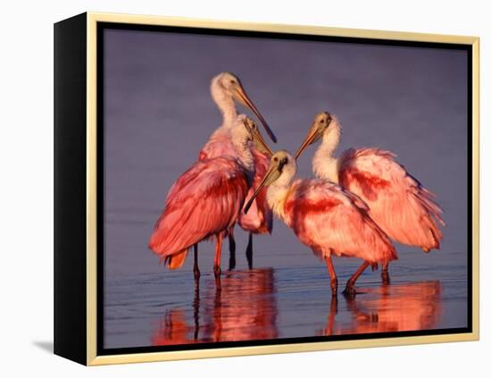 Four Roseate Spoonbills at Dawn, Ding Darling NWR, Sanibel Island, Florida, USA-Charles Sleicher-Framed Premier Image Canvas