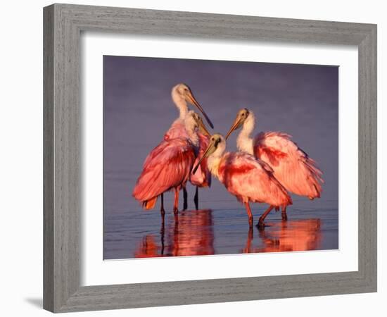 Four Roseate Spoonbills at Dawn, Ding Darling NWR, Sanibel Island, Florida, USA-Charles Sleicher-Framed Photographic Print