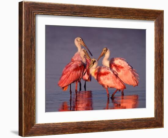 Four Roseate Spoonbills at Dawn, Ding Darling NWR, Sanibel Island, Florida, USA-Charles Sleicher-Framed Photographic Print