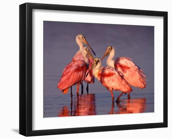 Four Roseate Spoonbills at Dawn, Ding Darling NWR, Sanibel Island, Florida, USA-Charles Sleicher-Framed Photographic Print