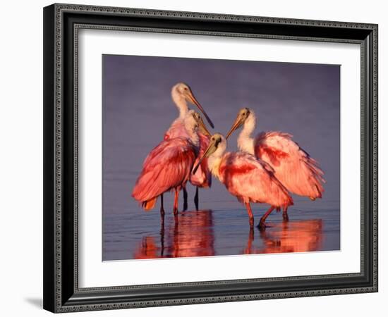 Four Roseate Spoonbills at Dawn, Ding Darling NWR, Sanibel Island, Florida, USA-Charles Sleicher-Framed Photographic Print