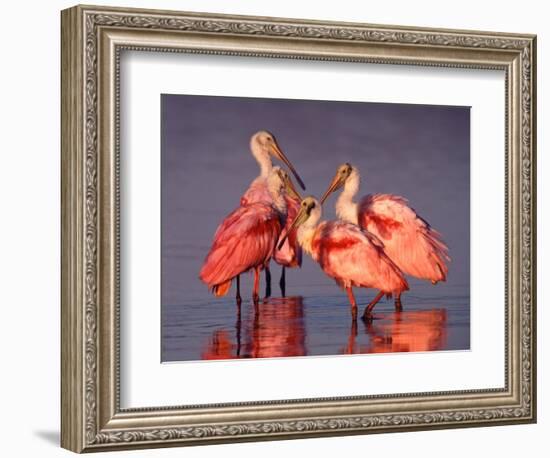 Four Roseate Spoonbills at Dawn, Ding Darling NWR, Sanibel Island, Florida, USA-Charles Sleicher-Framed Photographic Print