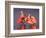 Four Roseate Spoonbills at Dawn, Ding Darling NWR, Sanibel Island, Florida, USA-Charles Sleicher-Framed Photographic Print