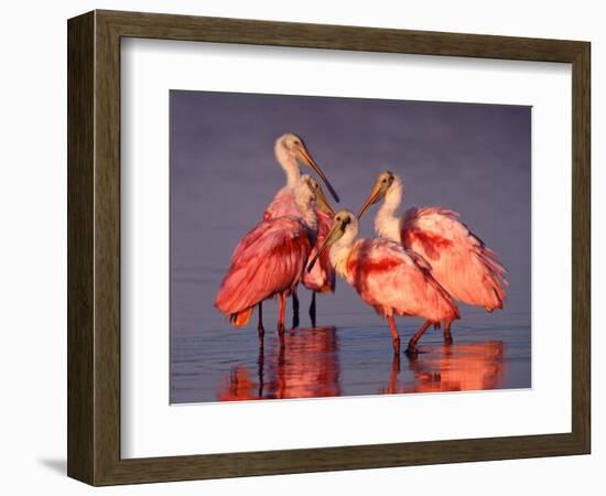 Four Roseate Spoonbills at Dawn, Ding Darling NWR, Sanibel Island, Florida, USA-Charles Sleicher-Framed Photographic Print