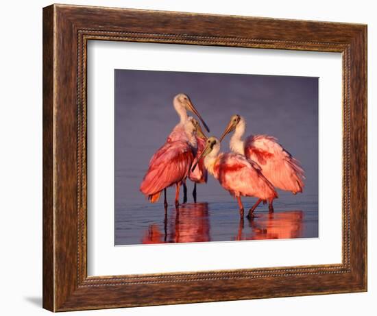 Four Roseate Spoonbills at Dawn, Ding Darling NWR, Sanibel Island, Florida, USA-Charles Sleicher-Framed Photographic Print