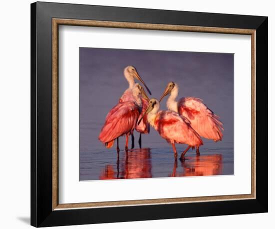 Four Roseate Spoonbills at Dawn, Ding Darling NWR, Sanibel Island, Florida, USA-Charles Sleicher-Framed Photographic Print