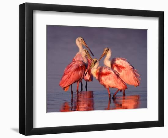 Four Roseate Spoonbills at Dawn, Ding Darling NWR, Sanibel Island, Florida, USA-Charles Sleicher-Framed Photographic Print