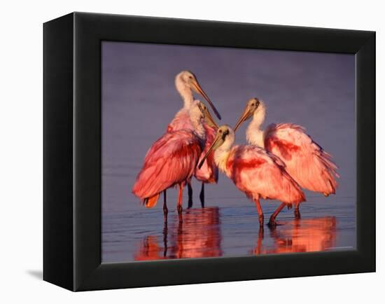 Four Roseate Spoonbills at Dawn-Charles Sleicher-Framed Premier Image Canvas