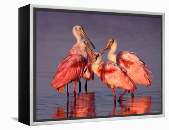 Four Roseate Spoonbills at Dawn-Charles Sleicher-Framed Premier Image Canvas