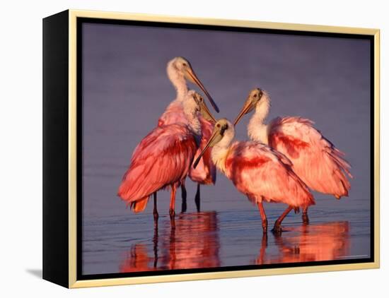 Four Roseate Spoonbills at Dawn-Charles Sleicher-Framed Premier Image Canvas