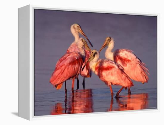 Four Roseate Spoonbills at Dawn-Charles Sleicher-Framed Premier Image Canvas