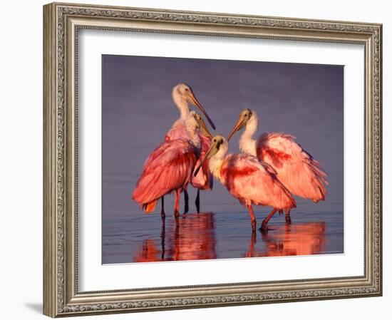 Four Roseate Spoonbills at Dawn-Charles Sleicher-Framed Photographic Print