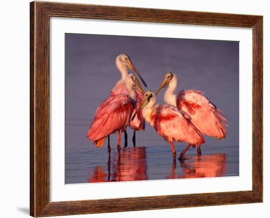 Four Roseate Spoonbills at Dawn-Charles Sleicher-Framed Photographic Print