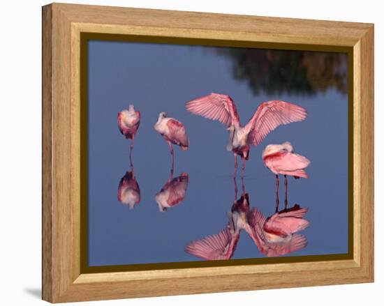 Four Roseate Spoonbills Standing in Shallow Water, Ding Darling NWR, Sanibel Island, Florida, USA-Charles Sleicher-Framed Premier Image Canvas