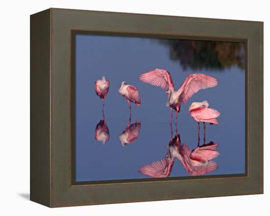 Four Roseate Spoonbills Standing in Shallow Water, Ding Darling NWR, Sanibel Island, Florida, USA-Charles Sleicher-Framed Premier Image Canvas