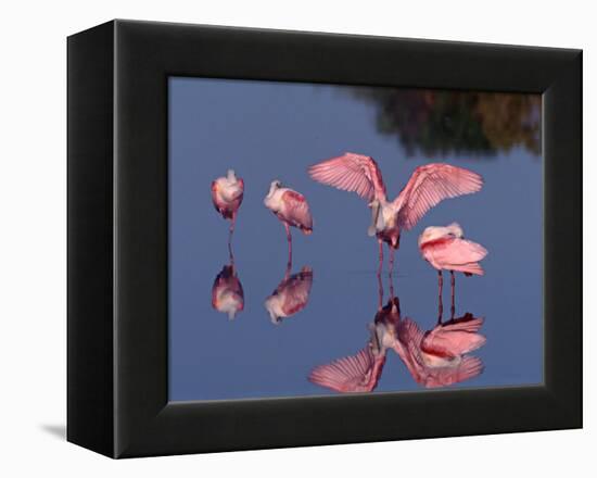 Four Roseate Spoonbills Standing in Shallow Water, Ding Darling NWR, Sanibel Island, Florida, USA-Charles Sleicher-Framed Premier Image Canvas