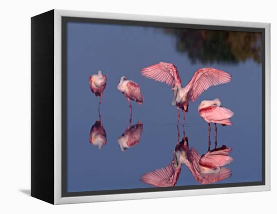 Four Roseate Spoonbills Standing in Shallow Water, Ding Darling NWR, Sanibel Island, Florida, USA-Charles Sleicher-Framed Premier Image Canvas