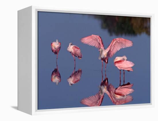 Four Roseate Spoonbills Standing in Shallow Water, Ding Darling NWR, Sanibel Island, Florida, USA-Charles Sleicher-Framed Premier Image Canvas