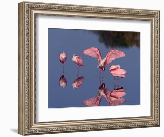 Four Roseate Spoonbills Standing in Shallow Water, Ding Darling NWR, Sanibel Island, Florida, USA-Charles Sleicher-Framed Photographic Print