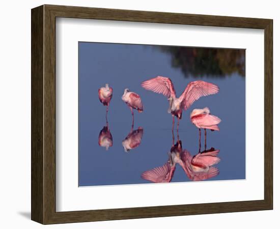 Four Roseate Spoonbills Standing in Shallow Water, Ding Darling NWR, Sanibel Island, Florida, USA-Charles Sleicher-Framed Photographic Print