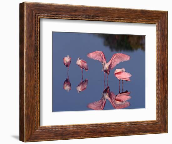 Four Roseate Spoonbills Standing in Shallow Water, Ding Darling NWR, Sanibel Island, Florida, USA-Charles Sleicher-Framed Photographic Print