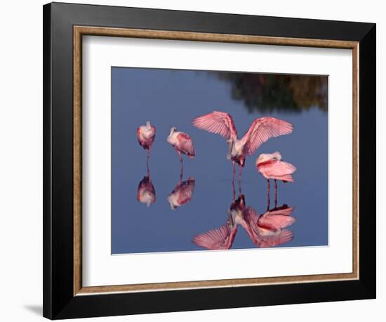 Four Roseate Spoonbills Standing in Shallow Water, Ding Darling NWR, Sanibel Island, Florida, USA-Charles Sleicher-Framed Photographic Print