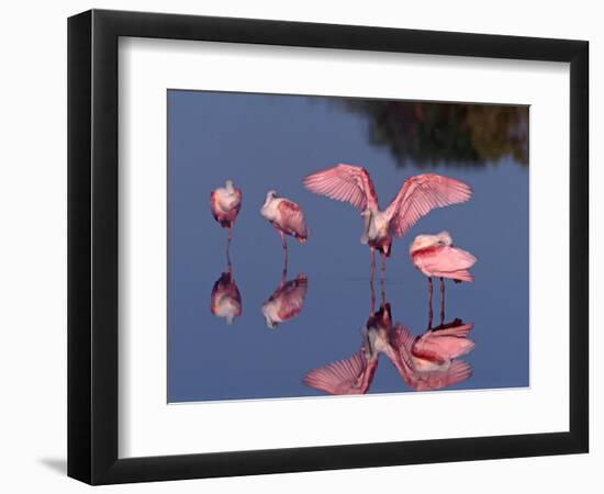 Four Roseate Spoonbills Standing in Shallow Water, Ding Darling NWR, Sanibel Island, Florida, USA-Charles Sleicher-Framed Photographic Print