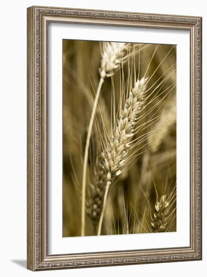 Four-rowed Barley (Hordeum Vulgare)-Paul Harcourt Davies-Framed Photographic Print