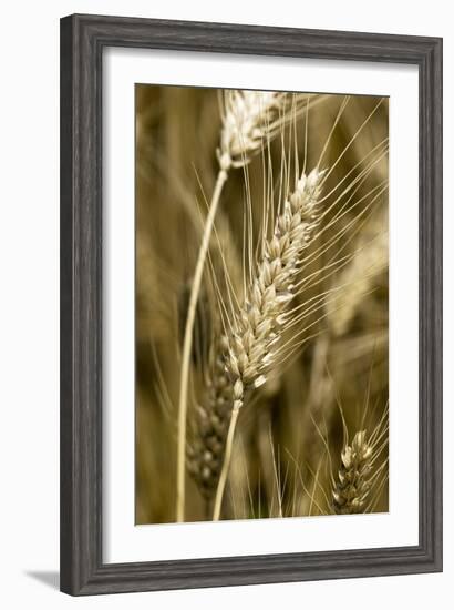 Four-rowed Barley (Hordeum Vulgare)-Paul Harcourt Davies-Framed Photographic Print