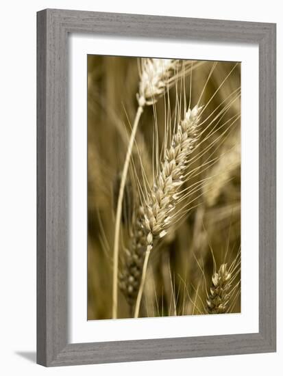 Four-rowed Barley (Hordeum Vulgare)-Paul Harcourt Davies-Framed Photographic Print