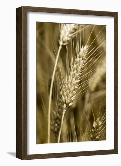 Four-rowed Barley (Hordeum Vulgare)-Paul Harcourt Davies-Framed Photographic Print