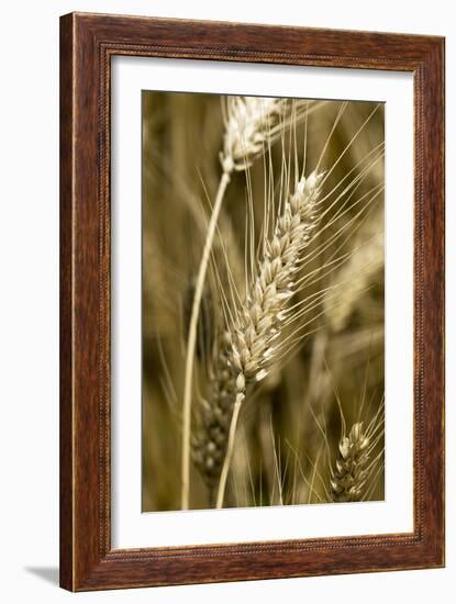 Four-rowed Barley (Hordeum Vulgare)-Paul Harcourt Davies-Framed Photographic Print