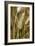 Four-rowed Barley (Hordeum Vulgare)-Paul Harcourt Davies-Framed Photographic Print