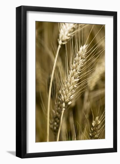 Four-rowed Barley (Hordeum Vulgare)-Paul Harcourt Davies-Framed Photographic Print