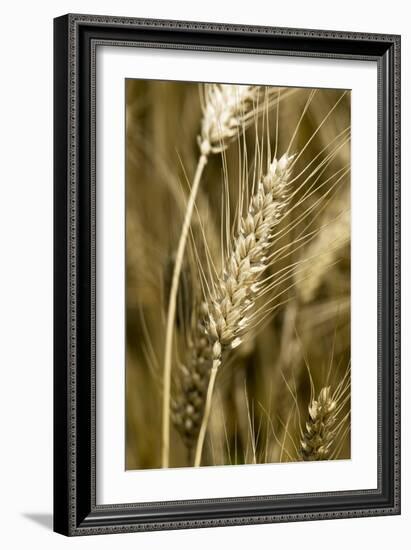 Four-rowed Barley (Hordeum Vulgare)-Paul Harcourt Davies-Framed Photographic Print