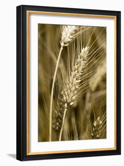 Four-rowed Barley (Hordeum Vulgare)-Paul Harcourt Davies-Framed Photographic Print