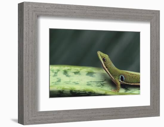 Four Spot Day Gecko-DLILLC-Framed Photographic Print