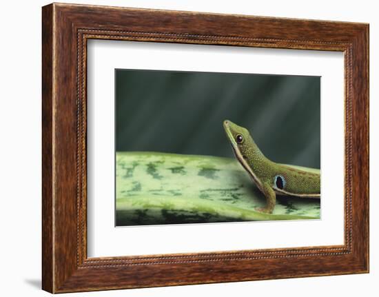 Four Spot Day Gecko-DLILLC-Framed Photographic Print