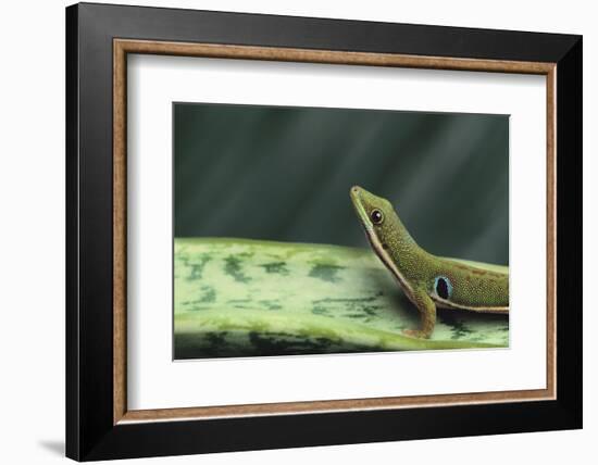 Four Spot Day Gecko-DLILLC-Framed Photographic Print