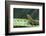 Four Spot Day Gecko-DLILLC-Framed Photographic Print