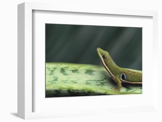 Four Spot Day Gecko-DLILLC-Framed Photographic Print