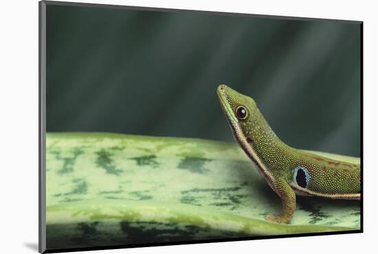 Four Spot Day Gecko-DLILLC-Mounted Photographic Print