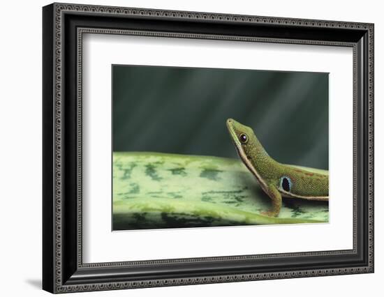 Four Spot Day Gecko-DLILLC-Framed Photographic Print