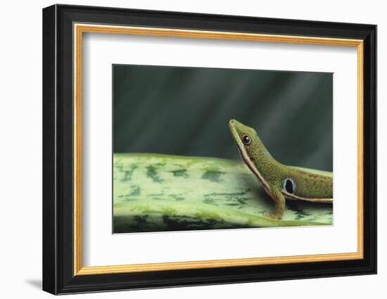 Four Spot Day Gecko-DLILLC-Framed Photographic Print